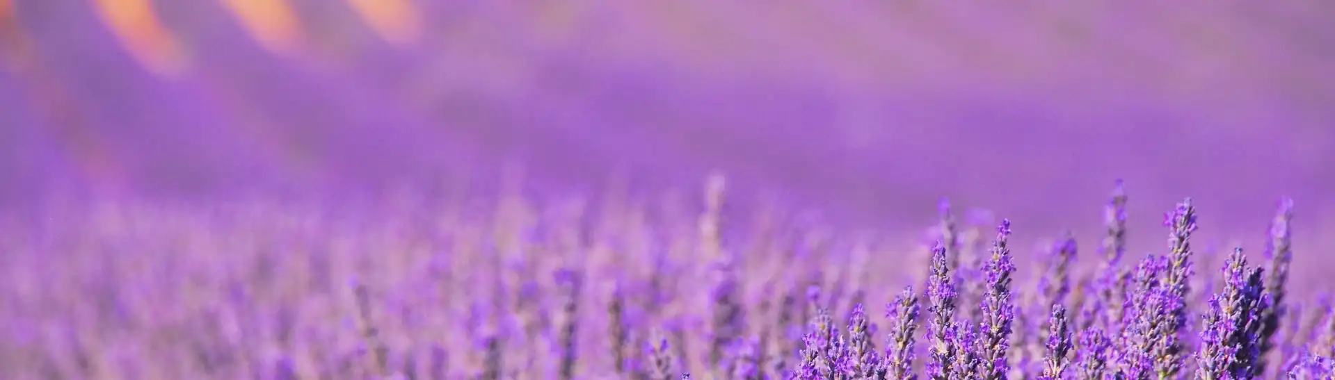Achtergrond met weide vol Lavendel