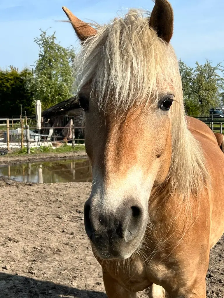 Olivia, Haflinger merrie
