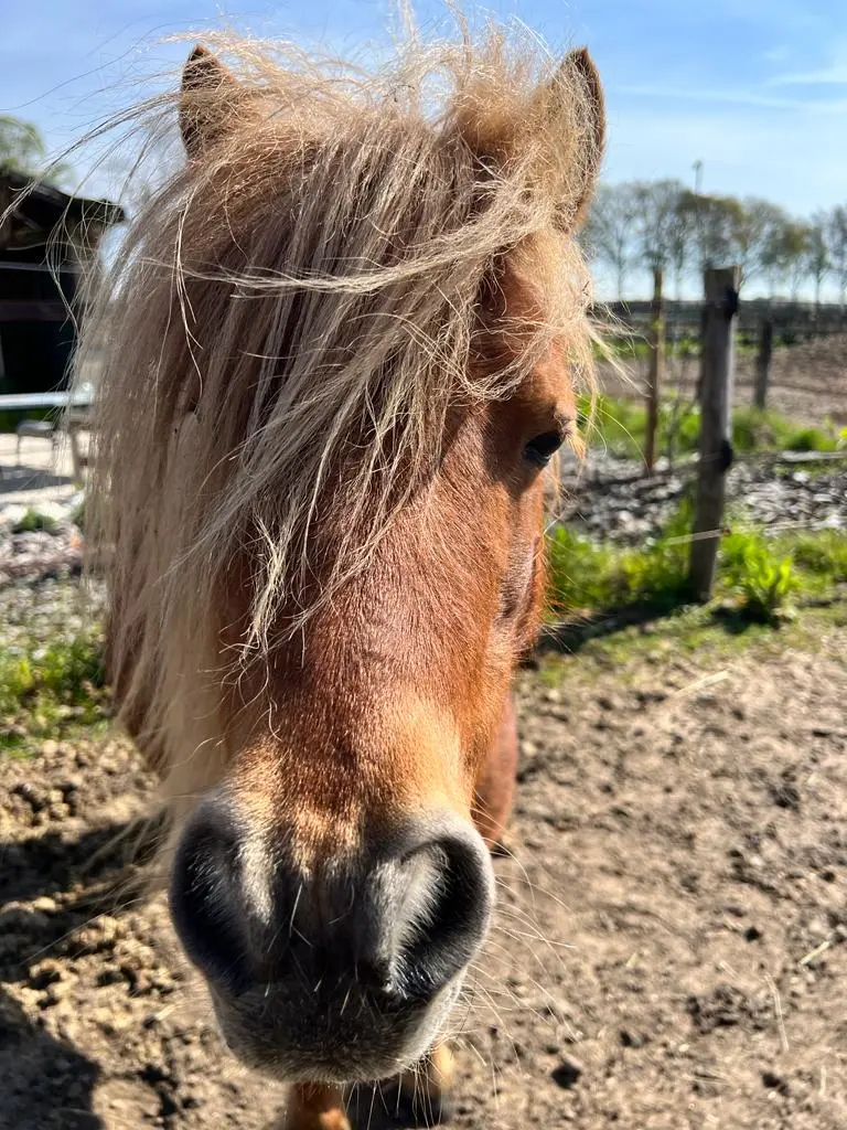 Polly, Shetlander merrie