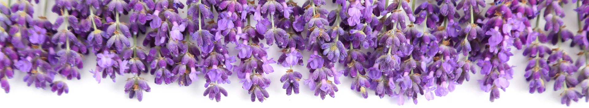 Afkadering van lavendel voor contact tekst